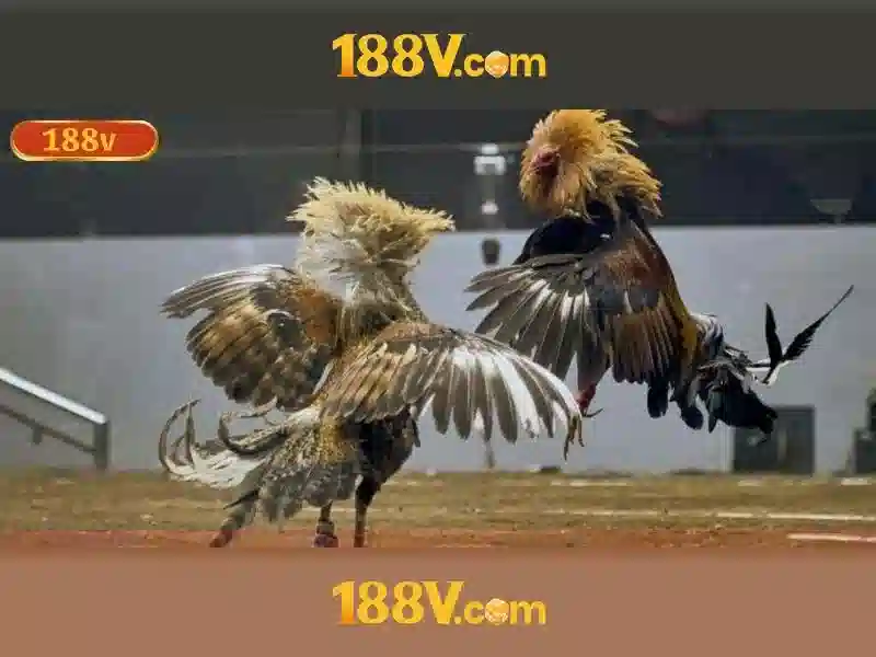 💎kèo nhà cái vietnam vs uae💎 💎kèo nhà cái vietnam vs uae💎