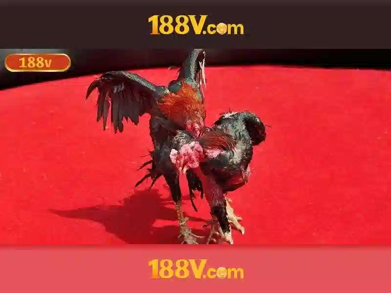 💎trang cá cược bóng đá 245 165💎 💎trang cá cược bóng đá 245 165💎