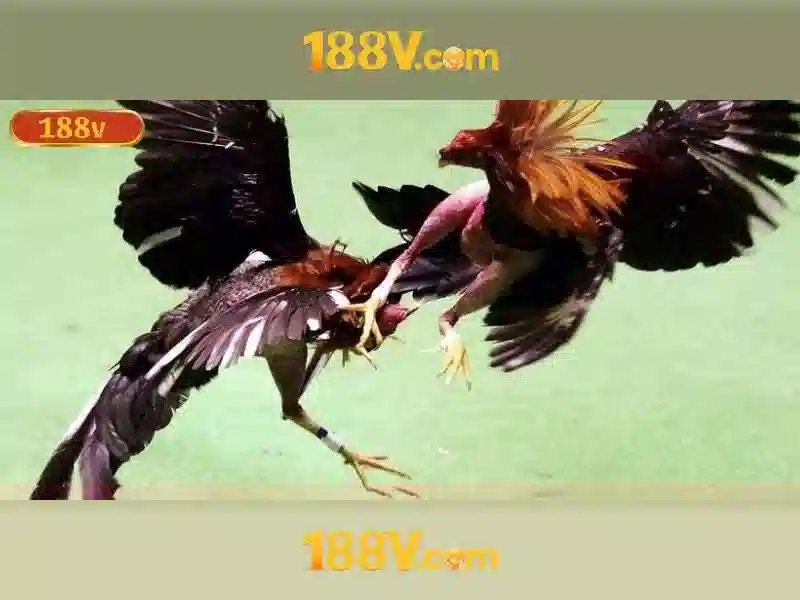 💎trang cá cược bóng đá autop💎 💎trang cá cược bóng đá autop💎