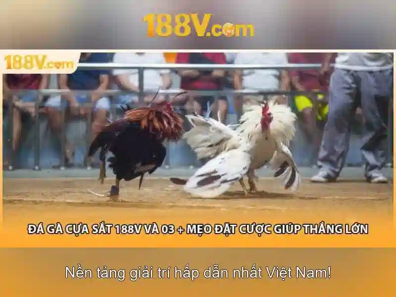 💎trang cá cược bóng dfas💎 💎trang cá cược bóng dfas💎